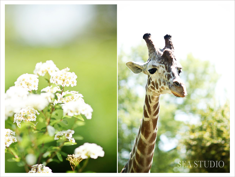 Seattle Wedding and Portrait Photographers - Sea Studio
