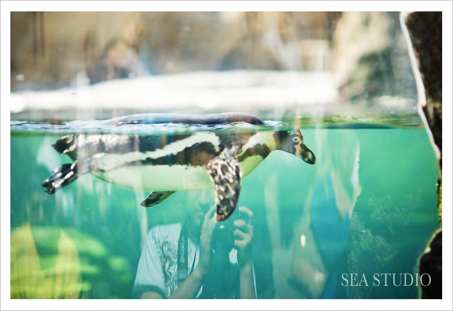 Seattle Wedding and Portrait Photographers - Sea Studio