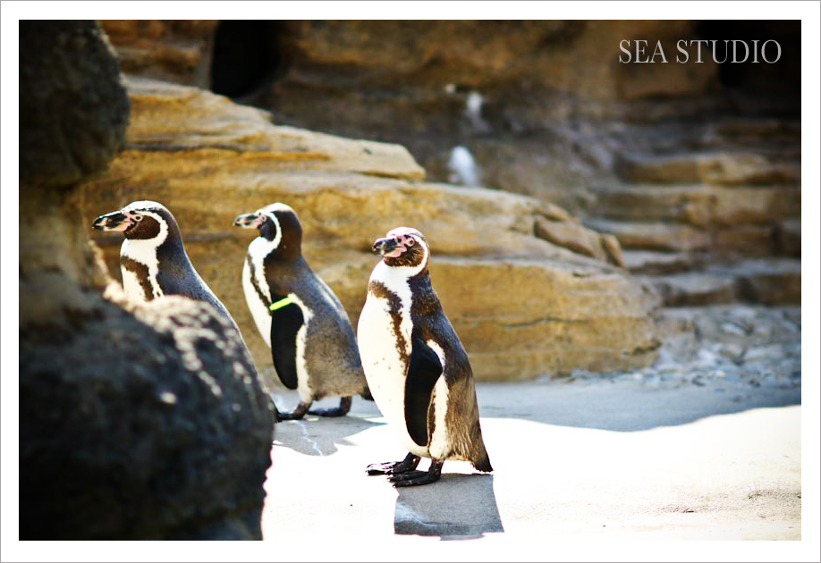 Seattle Wedding and Portrait Photographers - Sea Studio