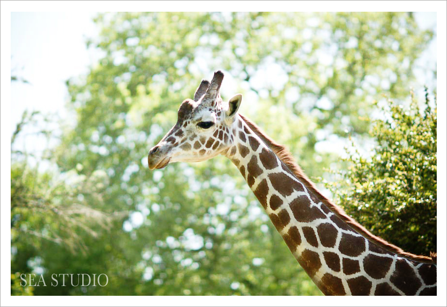 Seattle Wedding and Portrait Photographers - Sea Studio