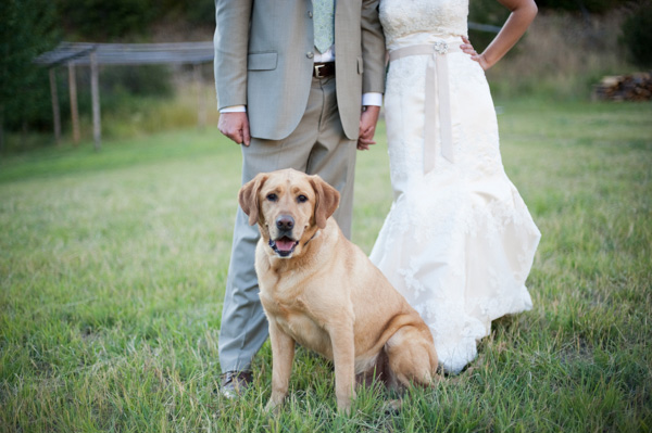 Wedding Dog Ringbearer